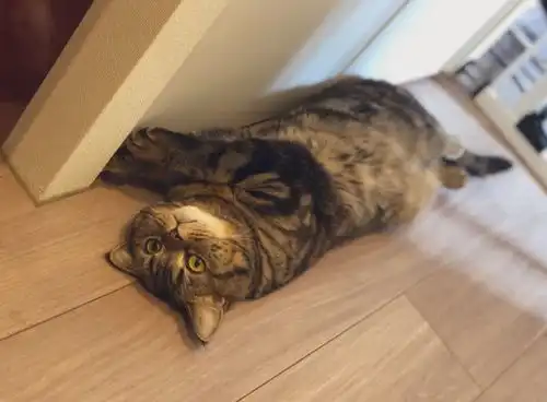 奴才在它面前吃猫零食,淡定喵秒发挥表情包实力偶买噶
