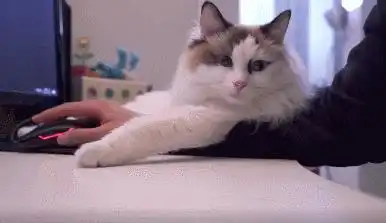 布偶猫掏心掏肺爱你的六大表现,说明没白养它