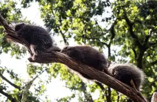 养豪猪赚钱吗豪猪养殖的前景怎么样豪猪养殖的成本及利润是多少