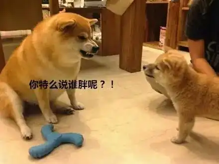 那个胖柴犬表情包的原型,找到了