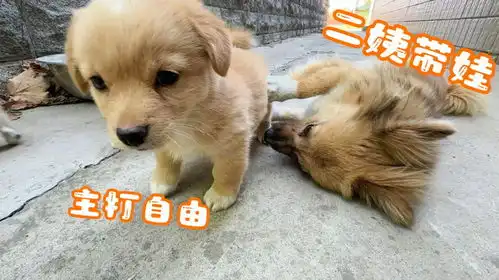 二姨带小奶狗主打自由散漫,趁铲屎的不注意,要把小奶狗带走