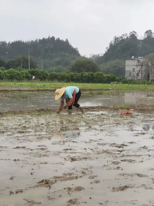 黄牛们是农民伯伯最好的搭档