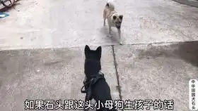 广西电瓶哥周某人今天出狱,强势回归,随机抽取一名幸运儿,走路回家