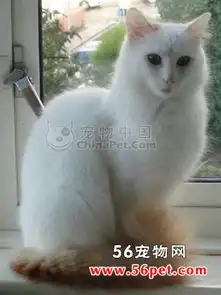 土耳其梵猫图片土耳其梵猫习性土耳其梵猫种类动植物