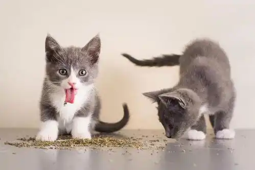 自从给猫咪吃了猫薄荷,我家的猫性情大变