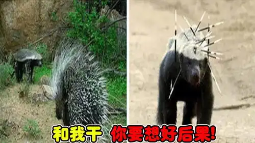 豪猪都钻洞里了,平头哥硬是把它给挖出来,它俩真叫上劲了