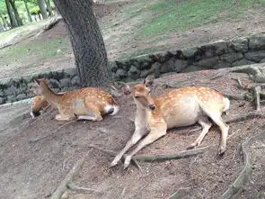 东瀛旅关西7日游京都奈良大阪