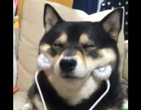 买回家一个按摩器,柴犬看到了也想用,按摩时享受的表情逗笑主人