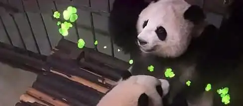 熊猫宝宝向熊猫妈妈撒娇,熊猫妈妈的表情竟是一脸无奈