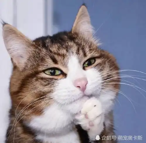 猫咪意外怀孕生下一窝,没一个像它,主人全网通缉找爹