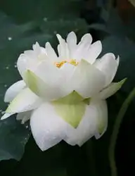 幽兰小屋71
