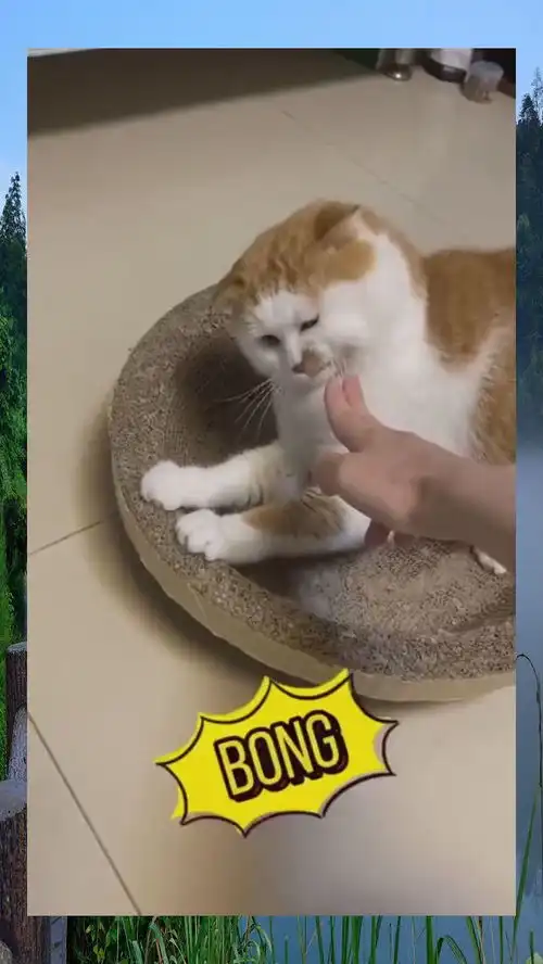 居然被我养的猫嫌弃了,这表情是认真的吗,太伤心了