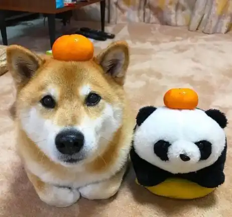 柴犬为了零食豁出去了,不停在原地转圈圈,头都晕了