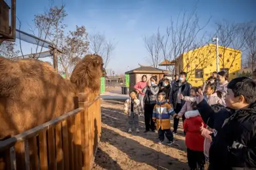 元旦好去处长颈鹿入园,现实版疯狂动物城,看完就出发