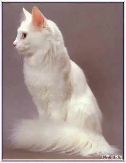 每天带你了解一种猫土耳其安哥拉猫