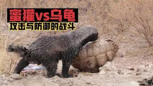 防御力强悍的乌龟,遇上非洲最凶的蜜獾,到底谁能站在最后