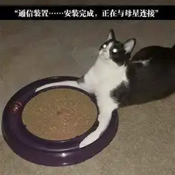 宠物gif图拍到的一身黑衣的流浪猫表情好可爱,网友一脸蠢样