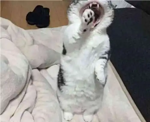 刚睡醒就见猫咪瞪人,知道原因后笑喷祖宗我错了