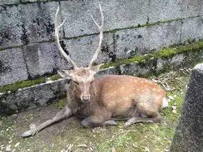 东瀛旅关西7日游京都奈良大阪