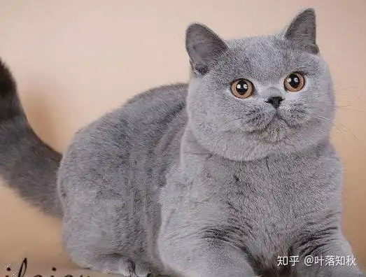 带你领略猫的世界2英国短毛猫