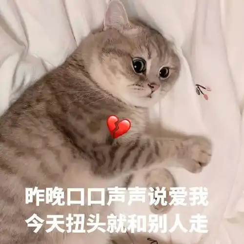 一大波猫咪表情包,总有一款适合你