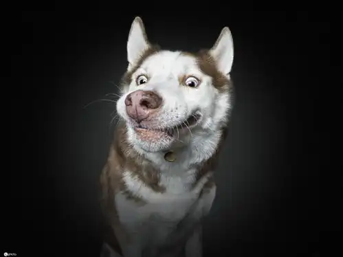 狗狗接食照汪星人嘴牙咧嘴表情逗趣
