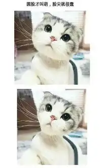 圆脸表情包