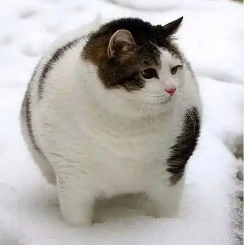 来一起欣赏下这些画风奇特的猫咪图