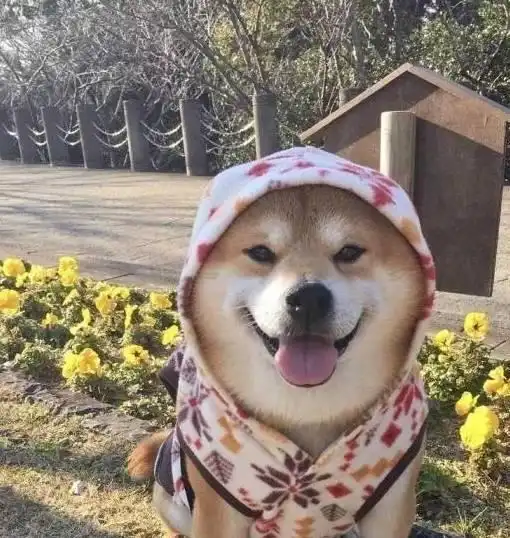 爱笑的狗狗运气不会差柴犬每天都咧嘴笑,最后连宠主都受了影响