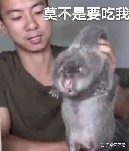 华农兄弟与竹鼠的故事