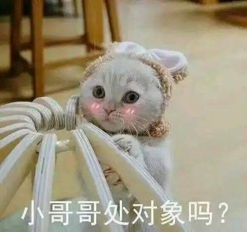 萌猫表情包九张