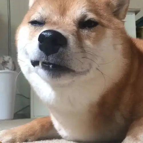 我不敢轻易养柴犬,怕手机内存不够