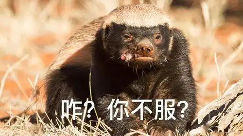 自然探秘所有这样一种动物生死看淡,不服就干