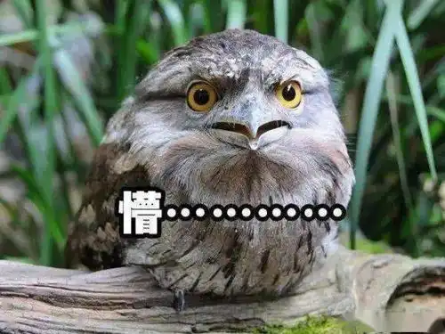 小时候像糯米团,长大后却成了表情包