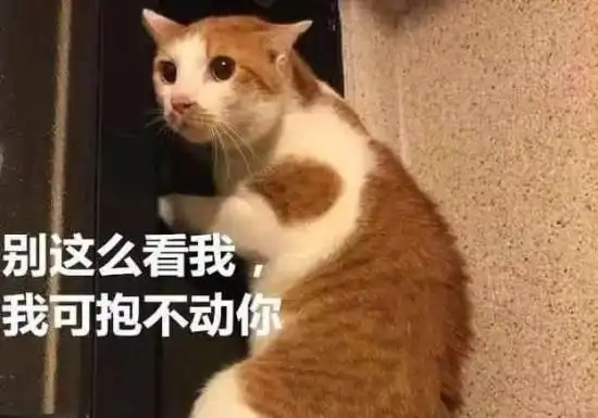 突然发生地震,女子赶紧去找自家猫,看到它的样子却忍不住笑了