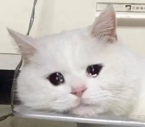 有没有哭泣猫的表情包