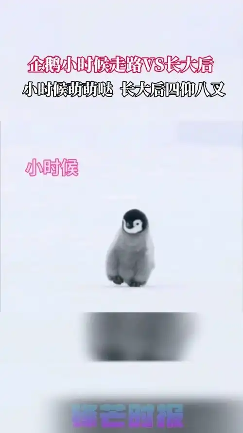 行走的小企鹅太可爱了,萌萌的样子简直就像行走的表情包