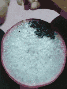 搞笑gif段子点了个大薯条,结果真的大这是哪家麦当劳啊,这么良心