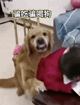 为了吃鸡蛋,金毛在一旁疯狂忽悠小主人表情太丰富了