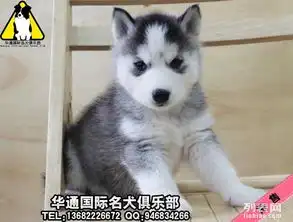 广州边度有出售哈士奇广州什么地方有卖纯种哈仕奇华通犬舍