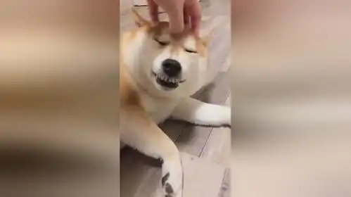 主人给柴犬挠头,狗狗一脸的享受,这表情也是没谁了