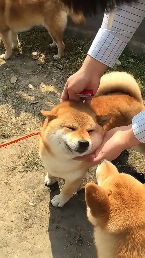 狗狗化身电竞小王子,享受主人的按摩之乐,迷之微笑暖化主人
