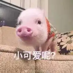 哈哈哈哈哈现在00后的新生也太可爱了叭笑出猪叫