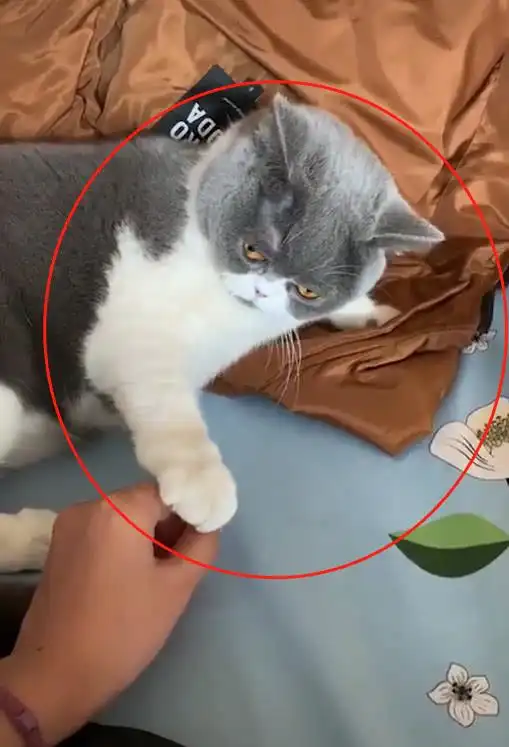 猫咪正在睡觉,主人偷偷拔了它根胡子,结果下一秒它的表情笑喷了