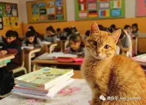 土耳其流浪猫到小学当助教孩子每天超期待上学