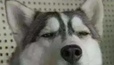 哈士奇不屑表情大合集,搞笑奇葩并存,主人都被逗乐了