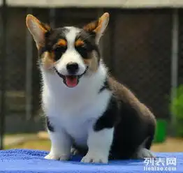 赛级柯基犬三色二色质量都有保证广州专卖场
