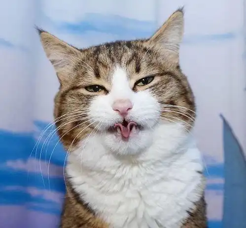 猫咪被虐待致残却依然乐观生活,超励志表情包笑翻网友