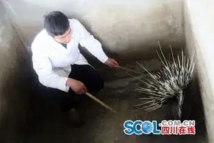 危险系数较高但是赚钱多土豪猪开启脱贫路