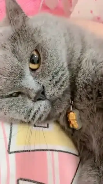 小猫咪太委屈了,露出这样的表情,像极了我在虐待它